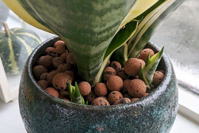 sansevieria-growing-babies.jpg