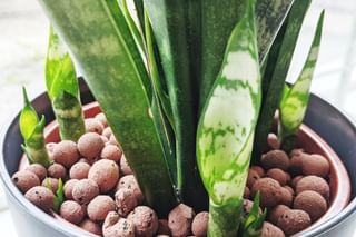 Sansevieria growing multiple babies Sansevieria growing multiple babies
