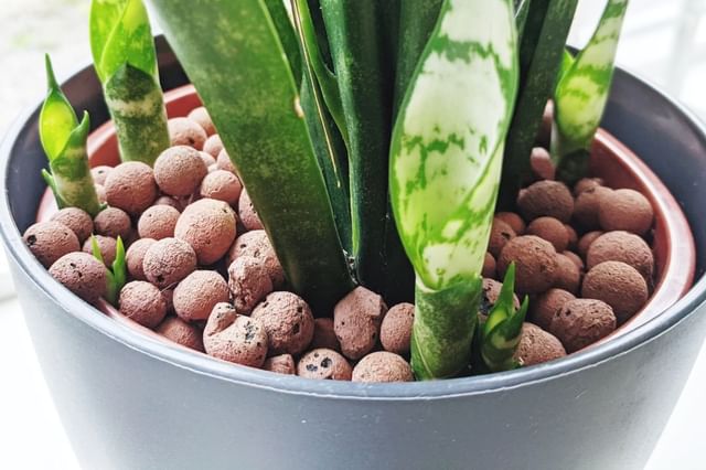 Sansevieria-groeit-meerdere-baby's Sansevieria-groeit-meerdere-baby's
