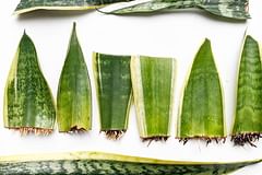 How to propagate a Sansevieria (Snake plant)