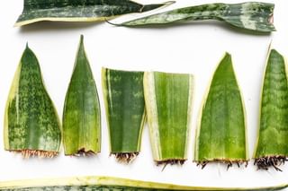 Sansevieria Leaf cuttings Sansevieria Leaf cuttings