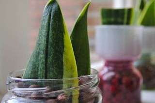 Sansevieria leaf growing in Leca Sansevieria leaf growing in Leca