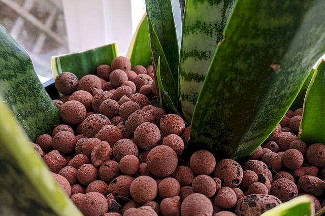 Hoe groei je Sansevierias in Leca?
