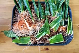 Sansevierias propagated in Leca Sansevierias propagated in Leca