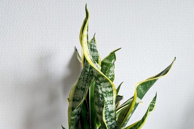 The 5 best low-light houseplants for beginners