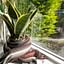 How to care for houseplants in the winter