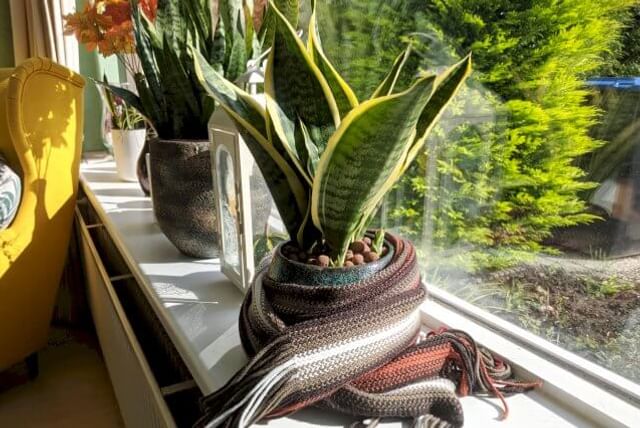 Sansevieria met een sjaal