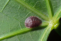 How to get rid of scale insects on houseplants