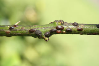 Scale insects on a stem Scale insects on a stem