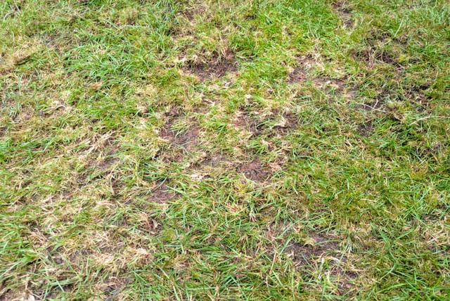 scarified-grass-20250817.jpg