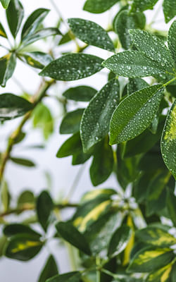 How to care for the Schefflera (Umbrella Tree)