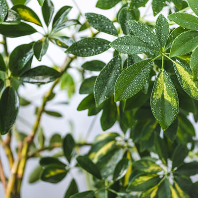 House Plant Shop | Schefflera Arboricola 'Umbrella Plant' - 4" Pot | Live Indoor Plant | Easy to Care | Natural Décor Plant | Great Gifts| Free Care Guide