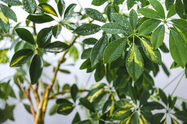 How to care for the Schefflera (Umbrella Tree)