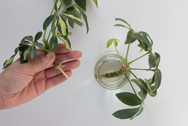 Propagating a Schefflera
