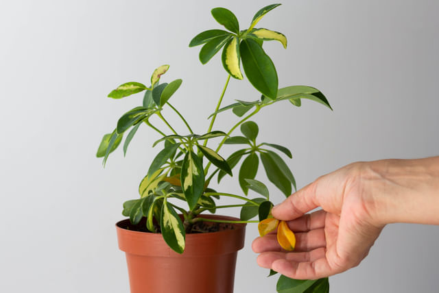 Pruning a dead leaf on a Schefflera
