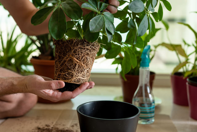 Rootbound Schefflera