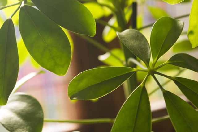 Sunlight on a Schefflera