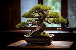 Pinus sylvestris Pinus sylvestris