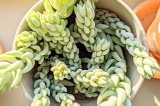 Burro's tail (Sedum morganianum) Burro's tail (Sedum morganianum)
