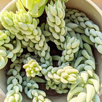 Sedum Burrito | Donkey Tail | Houseplant | Succulent | Drought Resistant Easy Care Indoor Plant in 14cm Pot