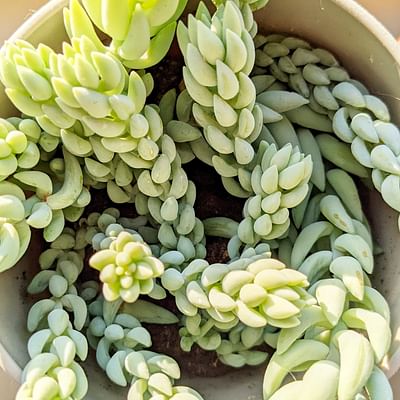 Sedum Morganianum