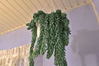 Sedum Morganianum hanging in a dark corner Sedum Morganianum hanging in a dark corner