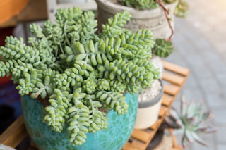 The ultimate plant care guide for a Sedum Morganianum The ultimate plant care guide for a Sedum Morganianum