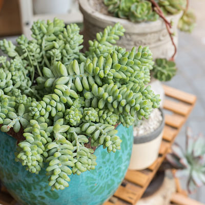 Shop Succulents | String of Succulents Collection | Burrito Sedum/Donkey Tail Live Outdoor/Indoor Hanging Succulent Plant | Fully Rooted in Soil