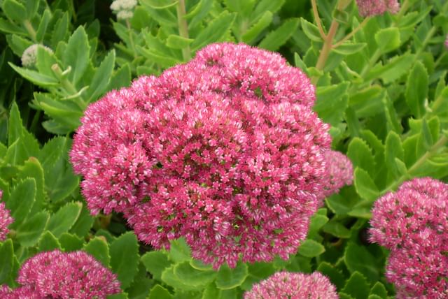 sedum-spectabile.jpeg