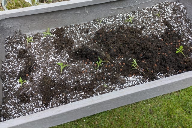 separated-tomato-plants.jpg