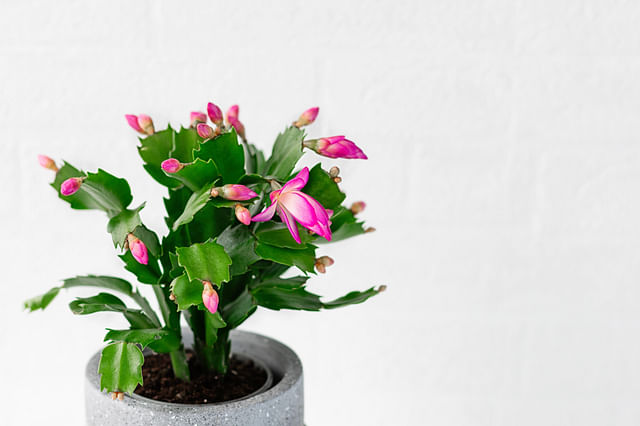 The ultimate plant care guide for the Christmas Cactus