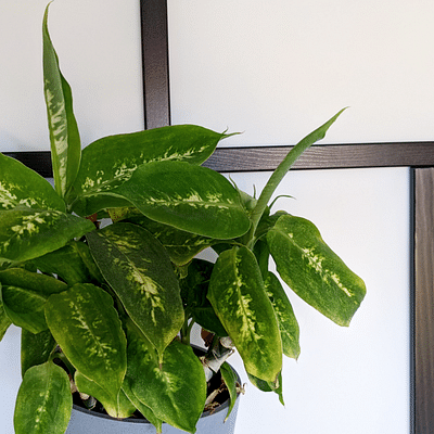 Dieffenbachia