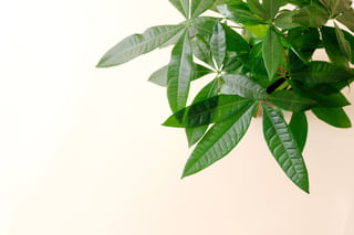 Small money tree leaves Small money tree leaves