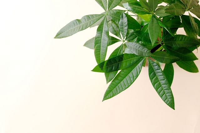 Small money tree leaves