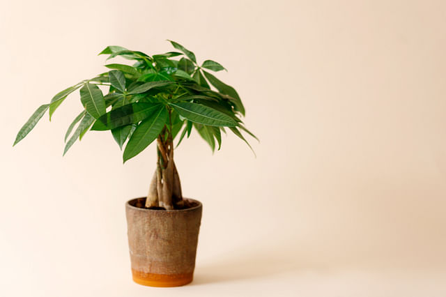 De ultieme plantenverzorgingsgids voor een Geldboom (Pachira Aquatica)