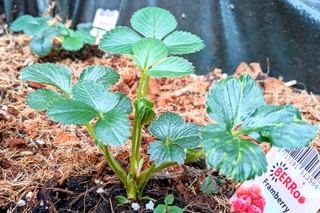 The soil for growing strawberries and other plants The soil for growing strawberries and other plants