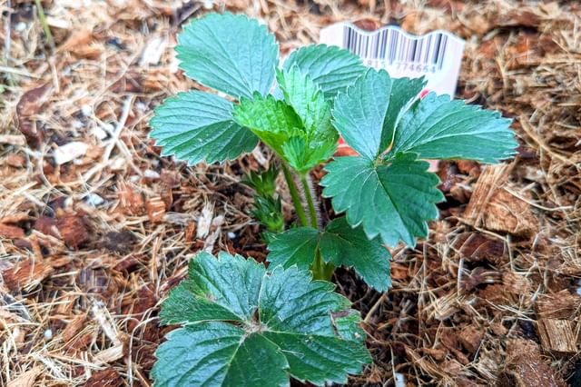 Een kleine aardbeiplant kweken in een bak Een kleine aardbeiplant kweken in een bak