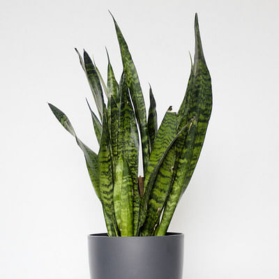 American Plant Exchange Sansevieria Trifasciata Laurentii Easy Care Air Purifying Live Houseplant, 3Gal, 34-36", Yellow