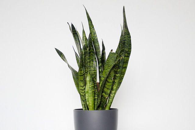 The ultimate guide for Sansevieria plant care
