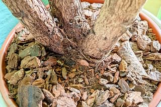 Soil for a Ficus Lyrata Soil for a Ficus Lyrata