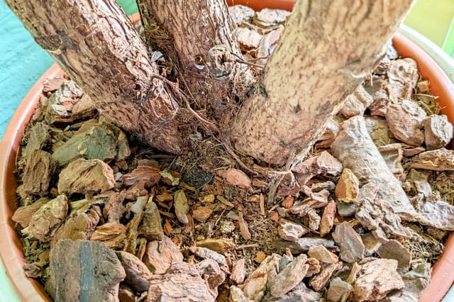 Potgrond voor een Ficus Lyrata Potgrond voor een Ficus Lyrata