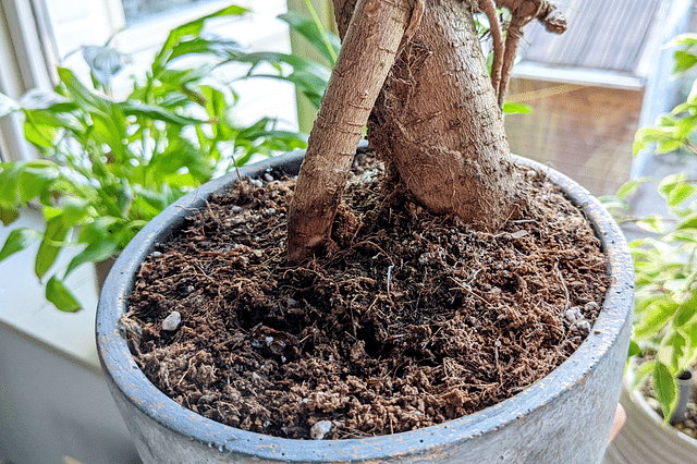 Soil for Ficus Ginseng