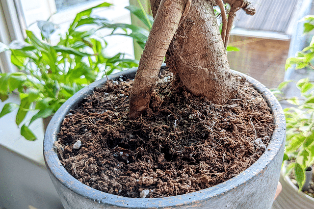 How to take care of a Ficus Ginseng Bonsai Tree