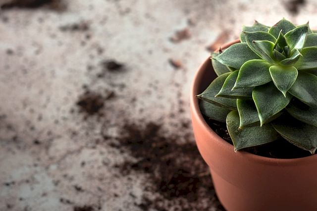 Do different types of soil matter for your plant's health?