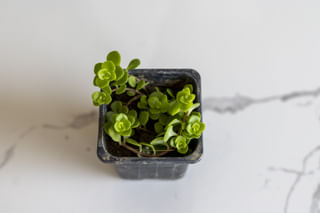 Soleirolia soleirolii iin small pot Soleirolia soleirolii iin small pot