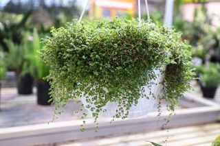 Soleirolia soleirolii in a hanging basket Soleirolia soleirolii in a hanging basket