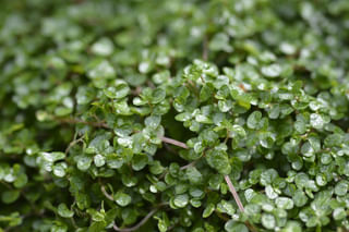 Baby's Tears Plants closeup leaves Baby's Tears Plants closeup leaves