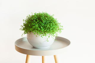 Soleirolia Soleirolii Soleirolia Soleirolii