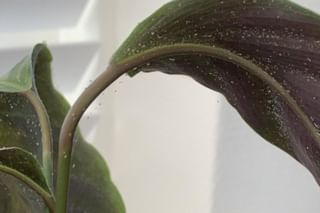 Spider mites on a Calathea Spider mites on a Calathea