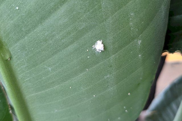 Spider mites on a Strelitzia leaf